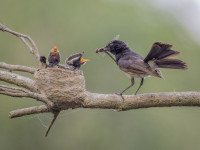 Coombabah Lakelands Conservation Area